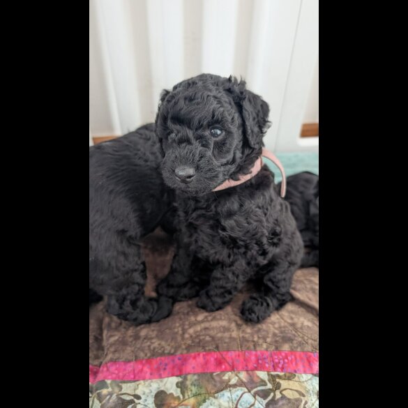 Cockapoo