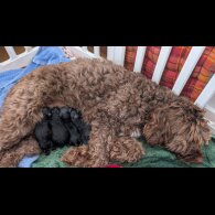 Cockapoo