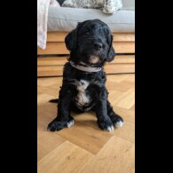 Cockapoo