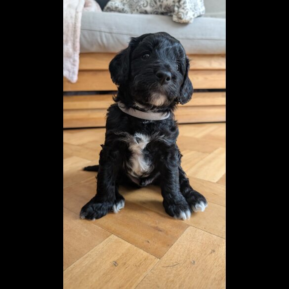 Cockapoo
