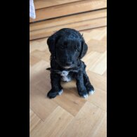 Cockapoo