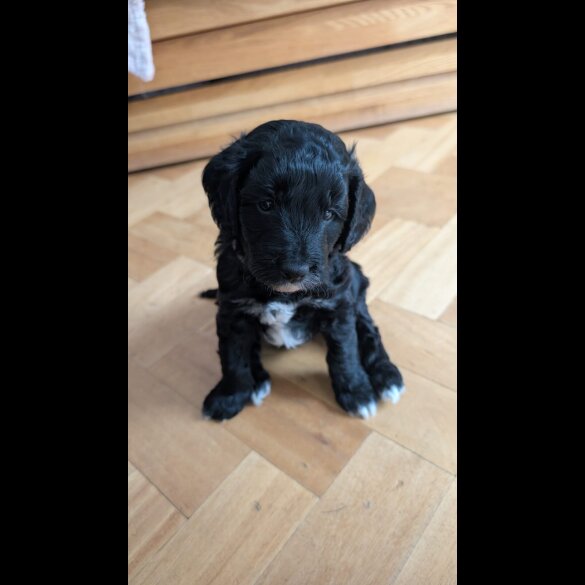 Cockapoo