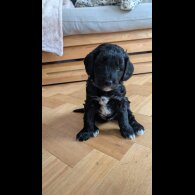 Cockapoo