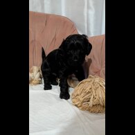 Cockapoo