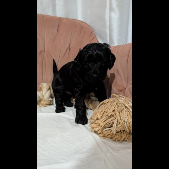 Cockapoo