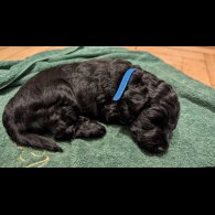 Cockapoo