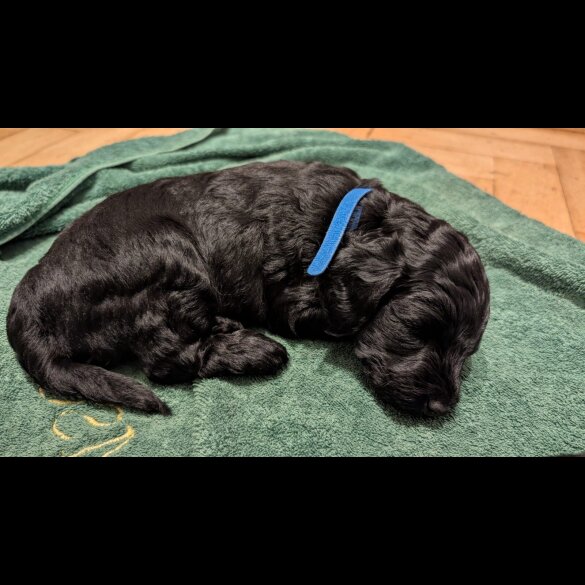Cockapoo