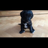 Cockapoo