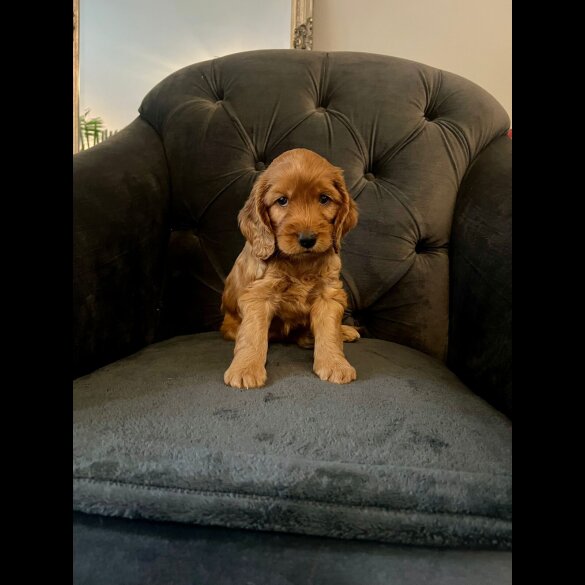 Cockapoo