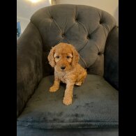 Cockapoo