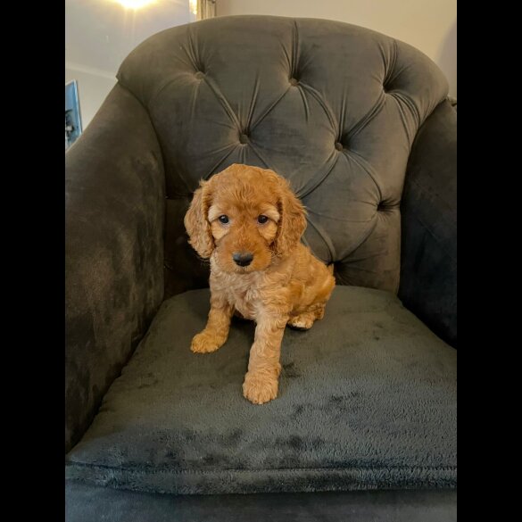 Cockapoo