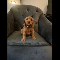 Cockapoo