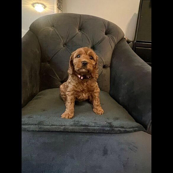Cockapoo