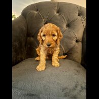 Cockapoo