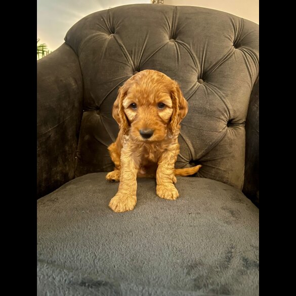 Cockapoo