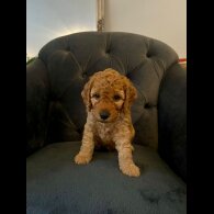 Cockapoo
