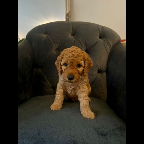 Cockapoo