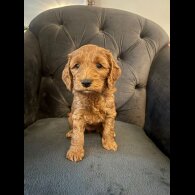Cockapoo