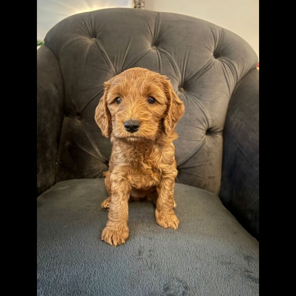 Cockapoo