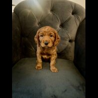 Cockapoo