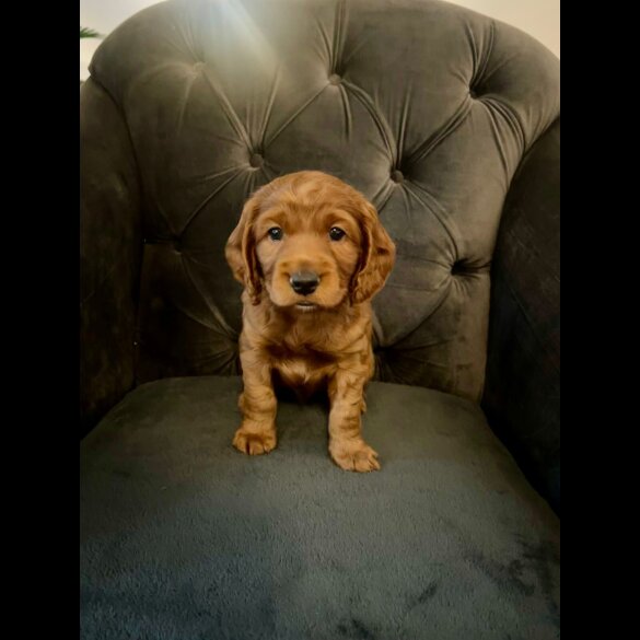 Cockapoo