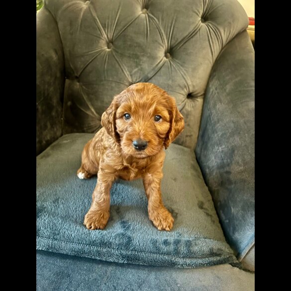 Cockapoo