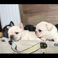 French Bulldog