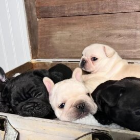 French Bulldog