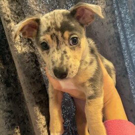 Jack Russell