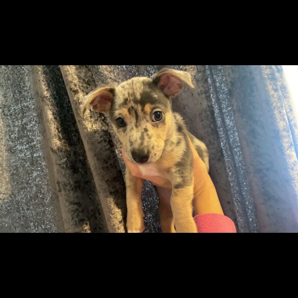 Jack Russell