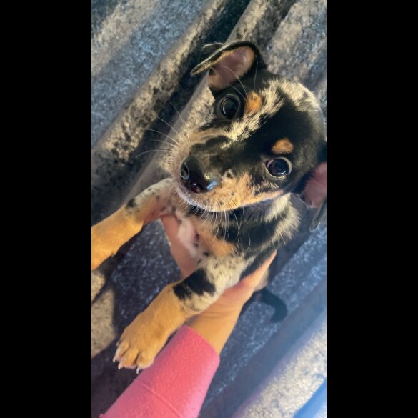 Jack Russell