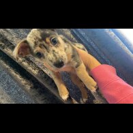 Jack Russell
