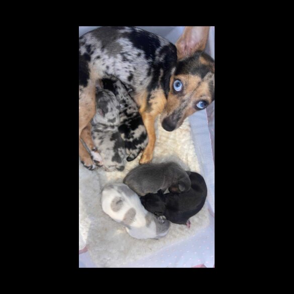 Jack Russell