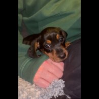 Dachshund (Miniature Smooth Haired)