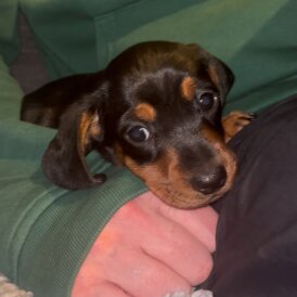 Dachshund (Miniature Smooth Haired)