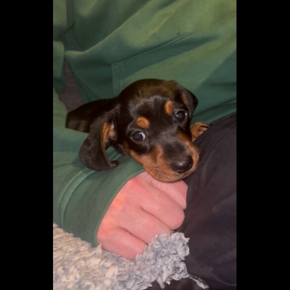 Dachshund (Miniature Smooth Haired)