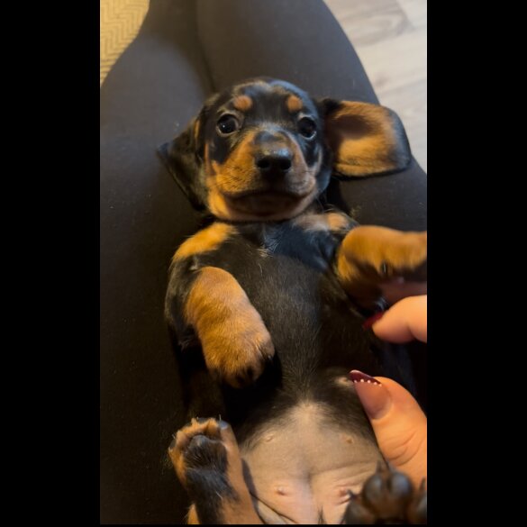 Dachshund (Miniature Smooth Haired)