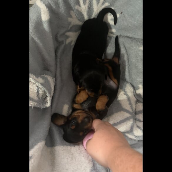 Dachshund (Miniature Smooth Haired)