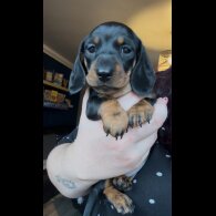 Dachshund (Miniature Smooth Haired)