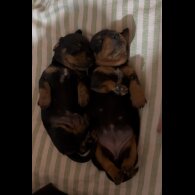 Dachshund (Miniature Smooth Haired)