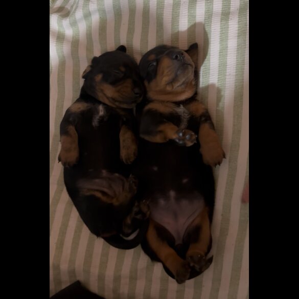 Dachshund (Miniature Smooth Haired)