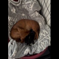 Dachshund (Miniature Smooth Haired)