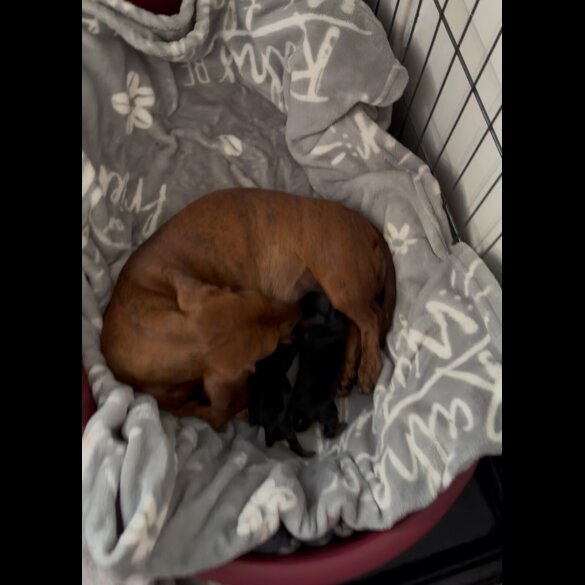 Dachshund (Miniature Smooth Haired)