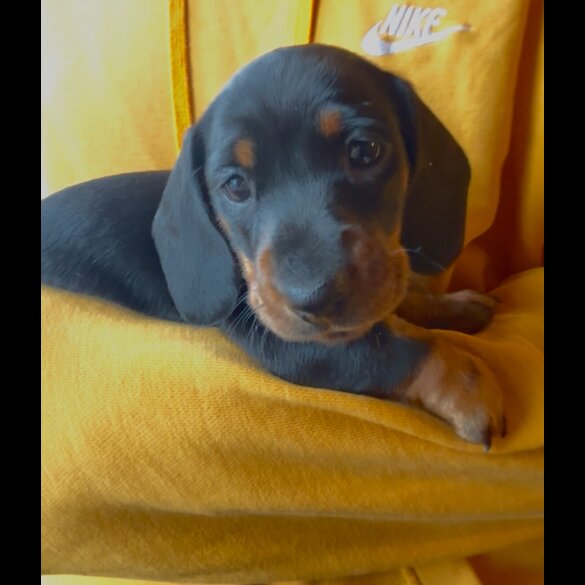 Dachshund (Miniature Smooth Haired)