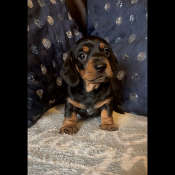 Dachshund (Miniature Smooth Haired)