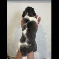 Dachshund (Miniature Smooth Haired)