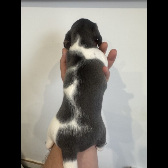 Dachshund (Miniature Smooth Haired)