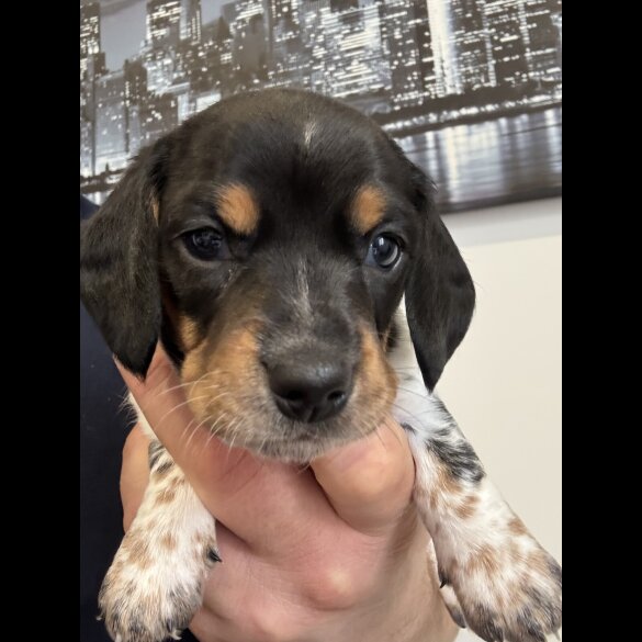 Dachshund (Miniature Smooth Haired)