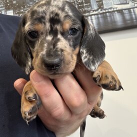 Dachshund (Miniature Smooth Haired)