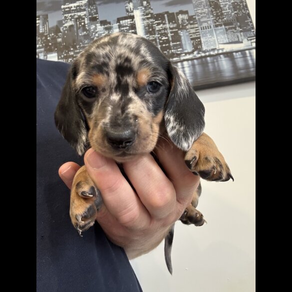 Dachshund (Miniature Smooth Haired)